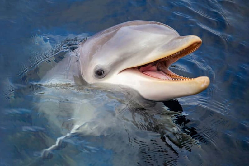 Harderwijk: Dolfinarium Entry Ticket - Underwater wonders: sharks, rays, and shellfish you can actually name