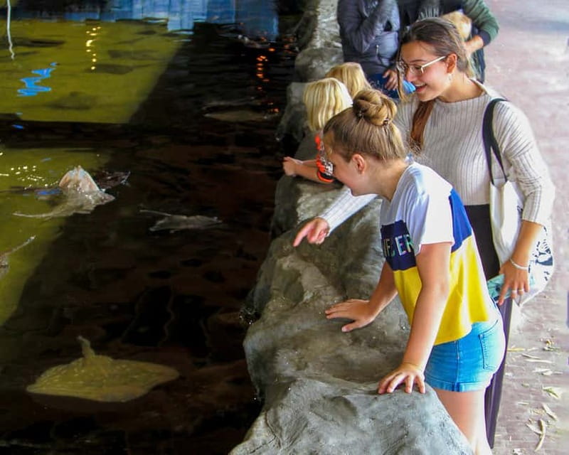 Harderwijk: Dolfinarium Entry Ticket - Sea lion and seal shows: a break from walking, with real learning