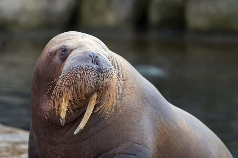 Harderwijk: Dolfinarium Entry Ticket - What to bring for a comfortable day in Harderwijk