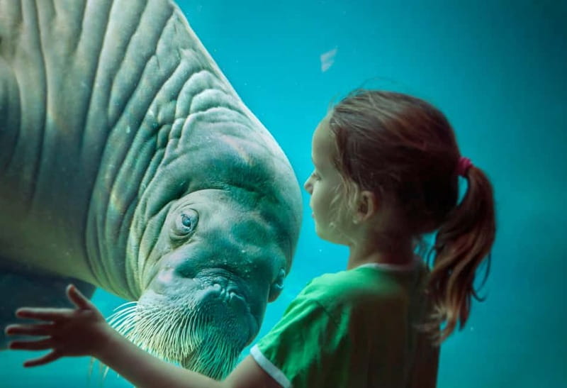 Harderwijk: Dolfinarium Entry Ticket - What your Harderwijk entry ticket includes (and what it does not)