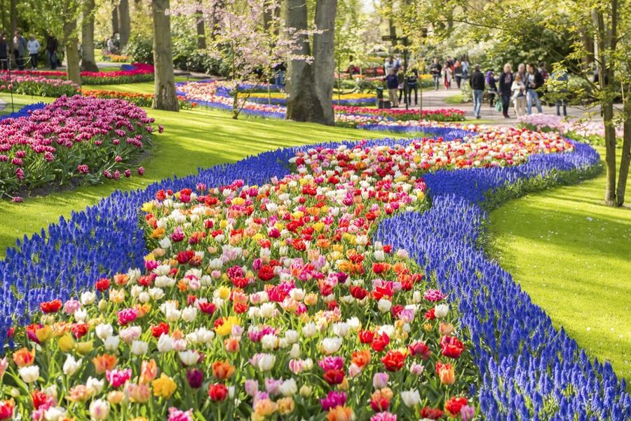 Keukenhof: Flower Fields Small-Group Cultural Bike Tour - Price, value, and whether renting a bike on your own makes sense