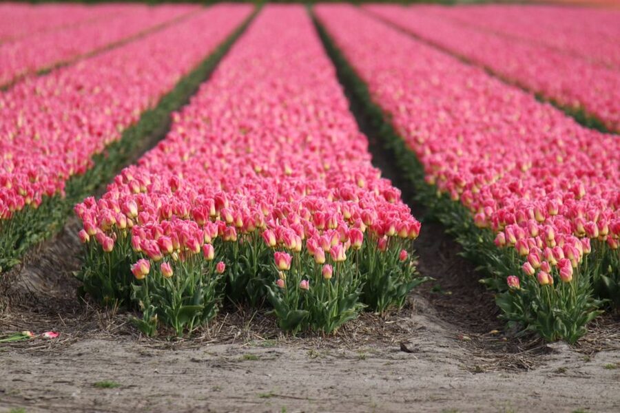 Keukenhof: Flower Fields Small-Group Cultural Bike Tour - Why this bike tour beats a Keukenhof-only day
