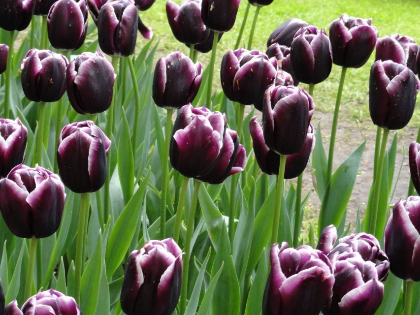 Keukenhof: Flower Fields Small-Group Cultural Bike Tour - Picking your own tulips: the souvenir that feels personal