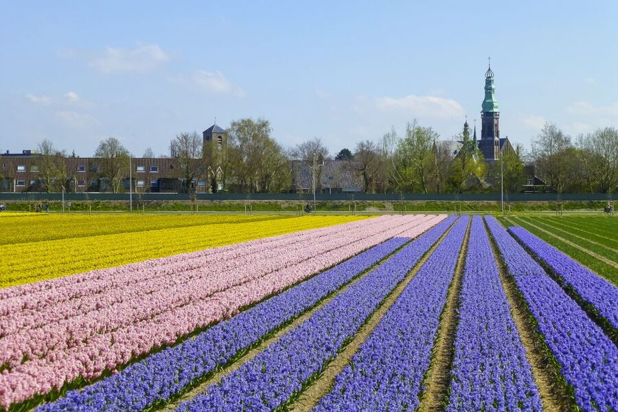 Keukenhof: Flower Fields Small-Group Cultural Bike Tour - What the final return to Keukenhof means for your day plan