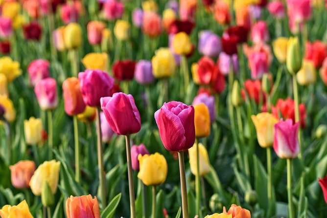 Keukenhof, Flower Fields, Volendam and Zaanse Schans Small-Group Tour - Should You Book This Keukenhof, Volendam and Zaanse Schans Small-Group Tour?