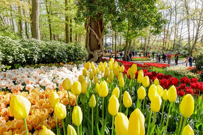 Keukenhof, Flower Fields, Volendam and Zaanse Schans Small-Group Tour - Bulb Fields Near Lisse: A Fast Photo Stop With Big Payoff