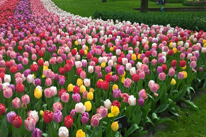 Keukenhof's Tulips and Windmills Small-Group Tour from Amsterdam - Getting There Smoothly From LOT61 by Amsterdam Centraal