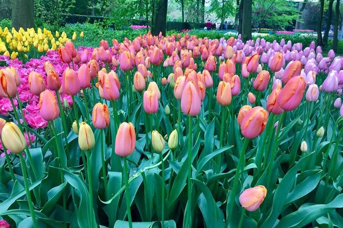 Keukenhof's Tulips and Windmills Small-Group Tour from Amsterdam - Stop 2: Wooden Clogs at Kooijman Souvenirs and Clogs Workshop