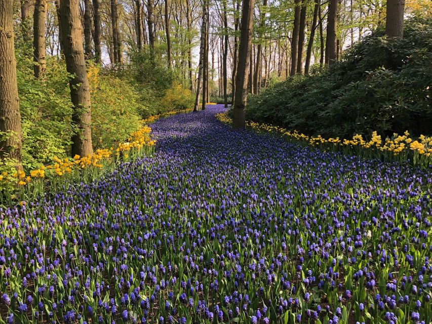 Keukenhof, Tulip Farm, Flower Fields & Windmills - What makes the private guide setup worth it