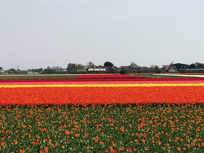 Keukenhof, Tulip Farm, Flower Fields & Windmills - Pricing and value at $347 per person