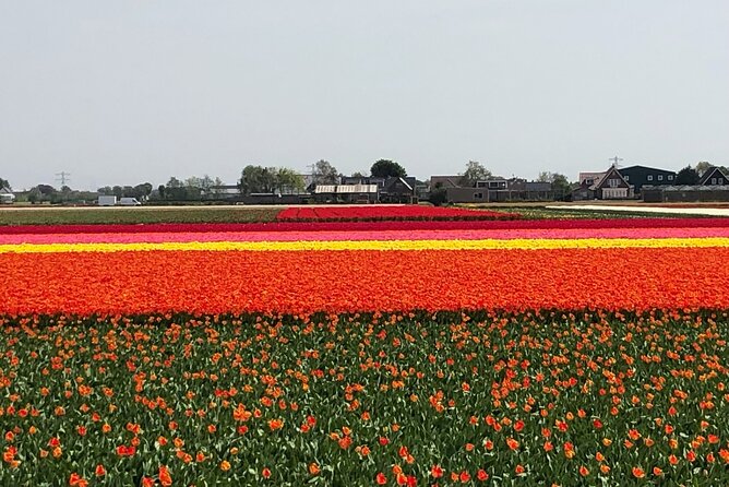 Keukenhof, Tulip Farm, Flower Fields & Zaanse Schans Windmills - Should you book this Amsterdam Keukenhof and windmills day?