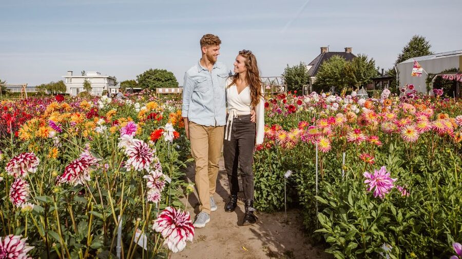Lisse: Drive-it-Yourself Summer Flower GPS Audio Tour - Key highlights worth knowing