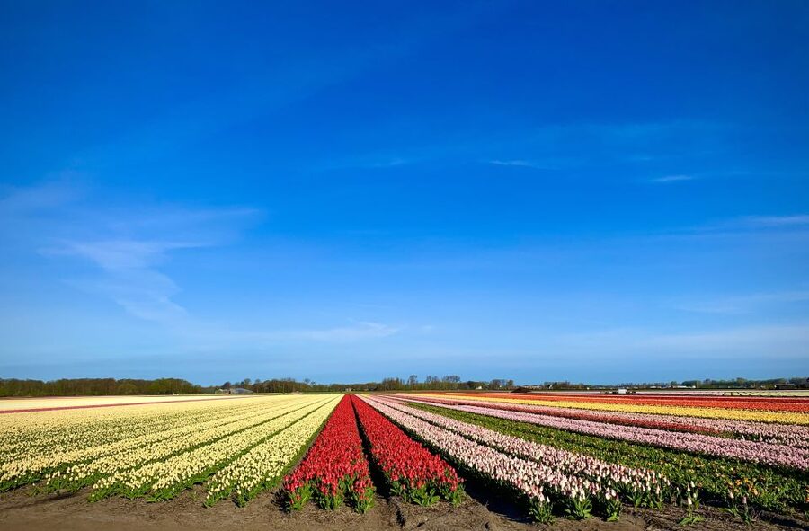 Lisse: Enjoy the Tulip Fields by Bike with a Local Guide! - Tulip Farm Break: A Drink, a Ticketed Garden, and a Taste of the Show