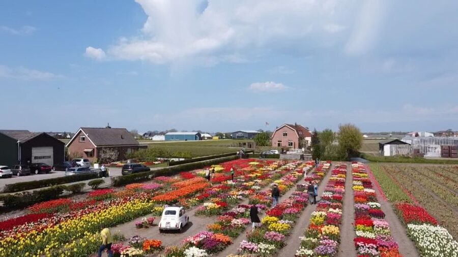 Lisse: Enjoy the Tulip Fields by Bike with a Local Guide! - Cycling Past Blooms: What 15 Kilometers Really Feels Like