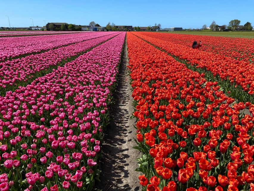Lisse: Enjoy the Tulip Fields by Bike with a Local Guide! - Price and Value: What You Pay For, and What You Still Need