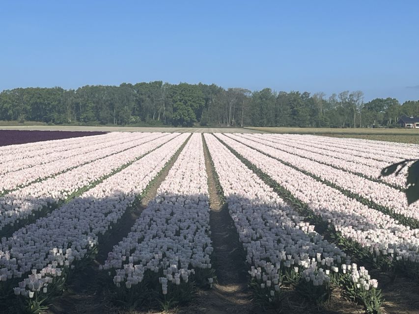 Lisse: Enjoy the Tulip Fields by Bike with a Local Guide! - Getting Started at Restaurant Hanami, and What to Bring