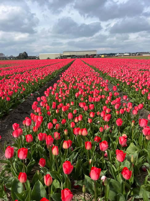 Lisse: Private Tulip Fields Tour with a Local Guide 1h Tour - How the Guides Make This Tour Feel Personal
