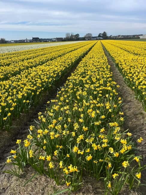 Lisse: Private Tulip Fields Tour with a Local Guide 1h Tour - Optional Dutch Restaurant Stop: Nice Add-On, Not Required