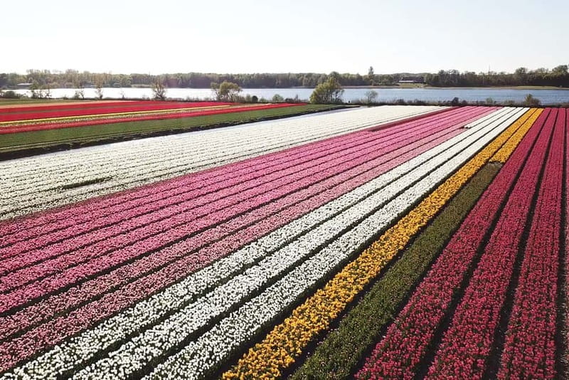Lisse: Self-Guided Tulip Fields GPS Audio Tour - Why drive the electric Renault Twizy instead of joining a bus