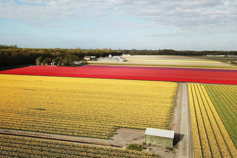 Lisse: Self-Guided Tulip Fields GPS Audio Tour - Tulip fields up close, plus a traditional flower-bulb nursery stop