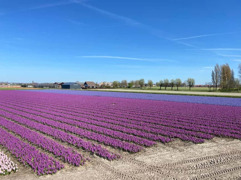 Lisse: Self-Guided Tulip Fields GPS Audio Tour - Timing your tulip drive: mid April to early May