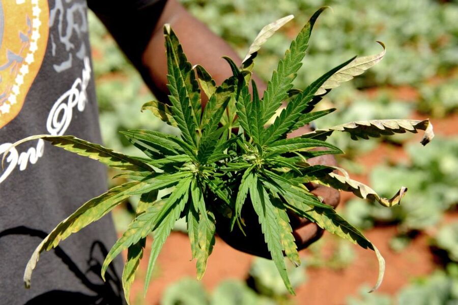 Mike Tyson inspired cannabis tour PRIVATE - What You’re Paying For: Price, Time, and Value for Up to 5