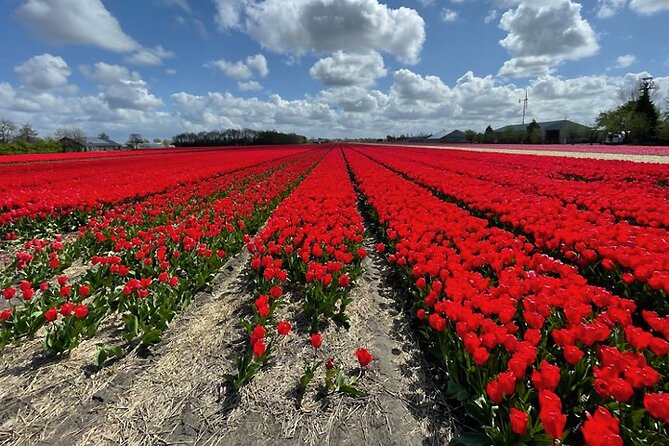 Private Day Tour to Keukenhof Gardens - from Amsterdam/Rotterdam - Weather plan, pacing, and guides who keep control of the day