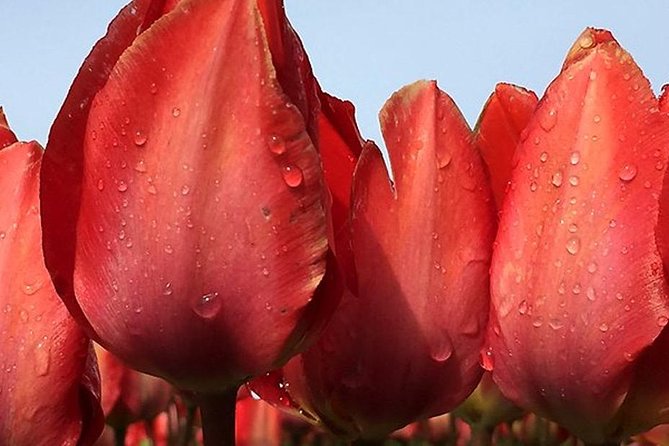 Private Day Tour to Keukenhof Gardens - from Amsterdam/Rotterdam - Tulip-field photo stops that save your time
