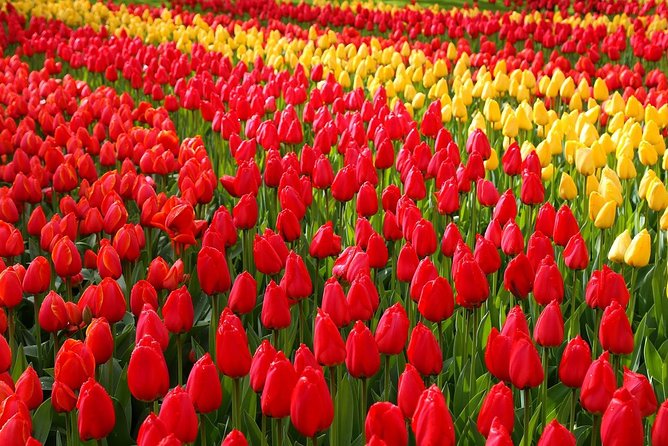 Private Day Trip from Amsterdam to Keukenhof with Entrance Tickets - Key Things That Make This Keukenhof Day Trip Worth It