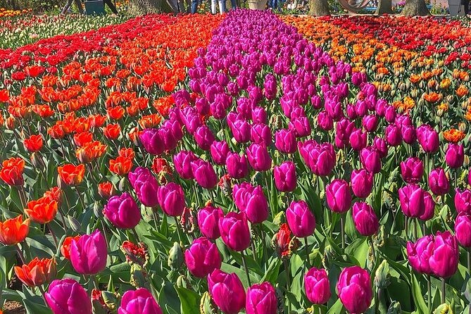 Private Day Trip to Keukenhof Gardens with Entrance Tickets - The guide matters, and names like Rein and Fred Leeuwis come up for a reason