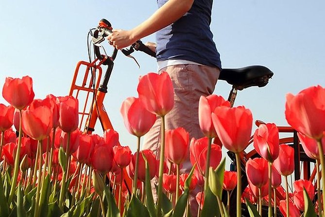 Private Guided Full-Day Customizable Tour of Holland from Amsterdam - Family heritage days and why this tour can feel personal