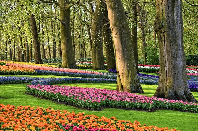 Private Keukenhof Gardens and Tulip Fields Tour from Amsterdam - Tulip Experience Amsterdam: museum story, show garden, and free tulip picking