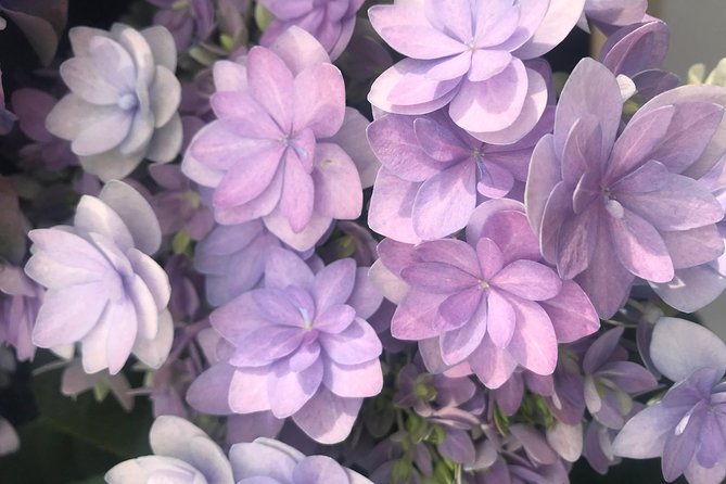 Private Tour to the Keukenhof and Tulip Fields - De Tulperij and tulip field photos: a quick stop that keeps the day fun