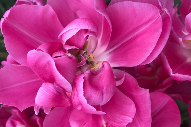 Private Tour to the Keukenhof and Tulip Fields - Timing reality: opening hours, ticket timing, and a smooth flow