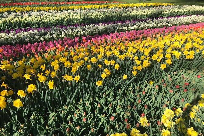 Private Tour to the Keukenhof and Tulip Fields - Who this private Keukenhof and tulip fields tour suits best