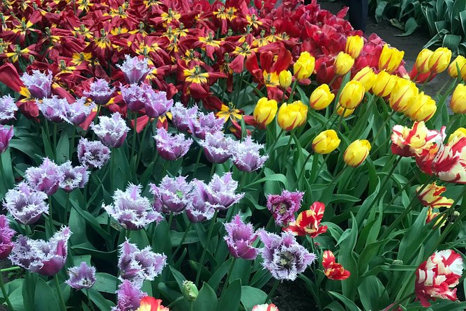 Private Tour to the Keukenhof and Tulip Fields - How the private driver changes everything (and what to ask for)