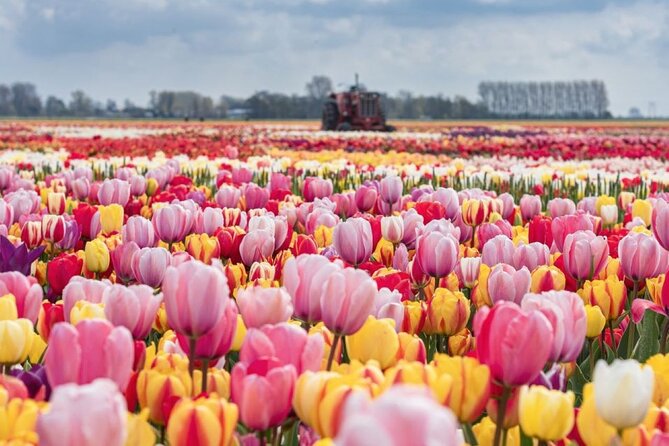 Private Tour to Tulips, Keukenhof, Windmills & Cheese Farm - Key highlights you will feel right away