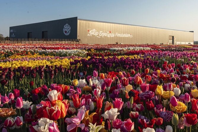 Private Tour to Tulips, Keukenhof, Windmills & Cheese Farm - Henri Willig Jacobs Hoeve cheese farm: tasting flights and cow-side time