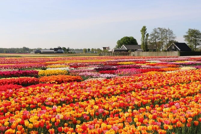 Private Tour to Tulips, Keukenhof, Windmills & Cheese Farm - Tulip Experience Amsterdam: history lesson, fields, and picking your own tulips