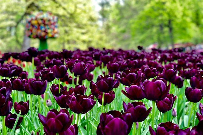Private Tour to Windmills Zaanse Schans +Keukenhof - 7 Hours - Price and tickets: what $1,027.25 covers, and what it does not