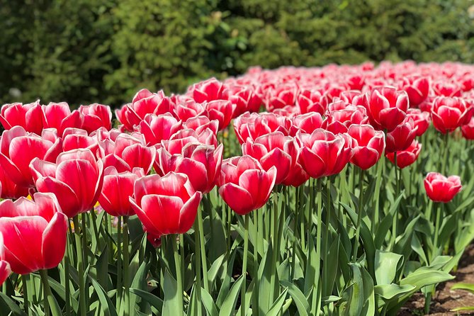 Private Tour to Windmills Zaanse Schans +Keukenhof - 7 Hours - Who this tour fits best, and who might feel it is too scheduled