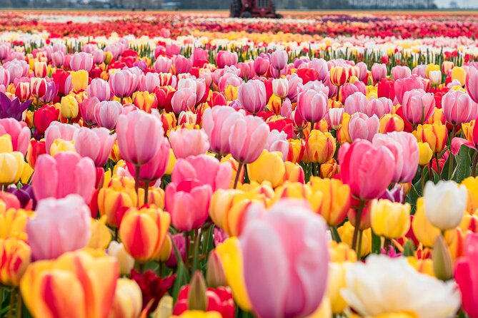 Private Tulip Fields, Windmills and Cheese Tour from Amsterdam - Key highlights worth getting excited about