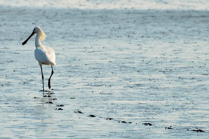 Seal Safari at UNESCO Site Waddensea from Amsterdam - Wadden Sea boat tour: seal spotting with real context