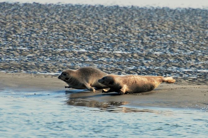 Seal Safari at UNESCO Site Waddensea from Amsterdam - Twisk detour: a quick look at an authentic 17th-century village