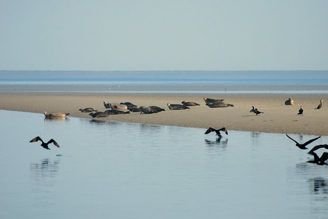 Seal Safari at UNESCO Site Waddensea from Amsterdam - Guides and group size: what makes it feel personal