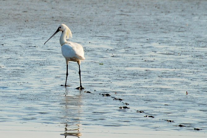 Seal Safari at UNESCO Site Waddensea from Amsterdam - Weather, timing, and how to prepare like a pro