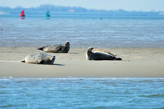 Seal Safari at UNESCO Site Waddensea from Amsterdam - The day’s rhythm: from Amsterdam to tidal flats