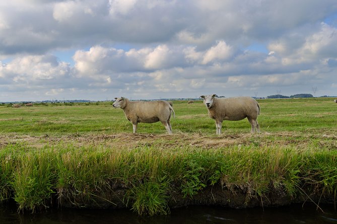 Small-Group Guided Sunset Canoe Tour in Waterland with Dinner - The canoe part: easy paddling through wetlands, reed beds, and polders