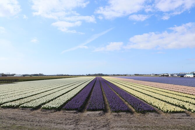 Small Group Keukenhof and Delft Guided Tour from Amsterdam - The Lisse flower-bulb stop: a quick taste of the tulip fields