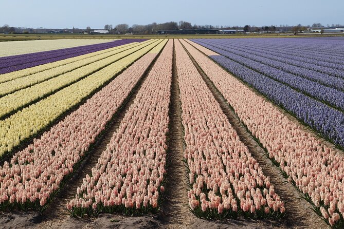 Small Group Keukenhof and Delft Guided Tour from Amsterdam - Morning start in Amsterdam: timing that helps at Keukenhof